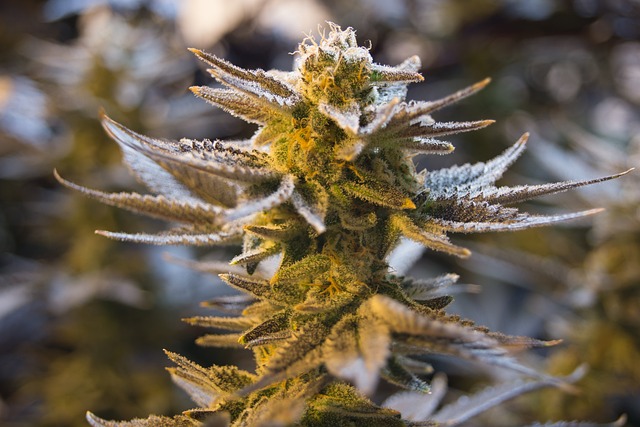 Exploring the Science and Benefits of THCa Flowers